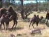 Three Camel Babies