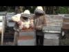 How We Make Honey on Naitauba
